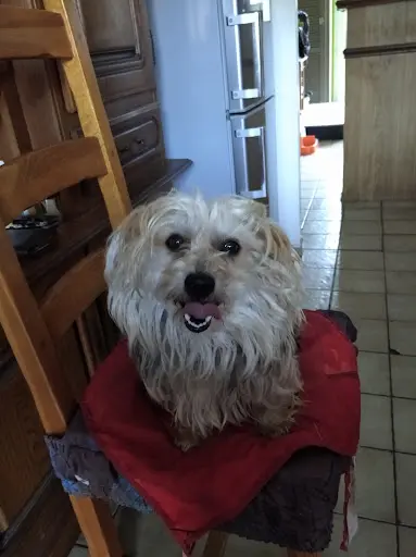 Au Chien Chic