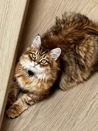 Chatterie du Kot Baioun - Elevage de Chat Sibérien en Provence