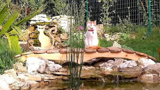 Pension Pour Chat Aix - Marseille - Oasis Cat