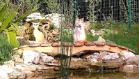 Pension Pour Chat Aix - Marseille - Oasis Cat
