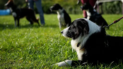 Dog Sheep And Co Gacé