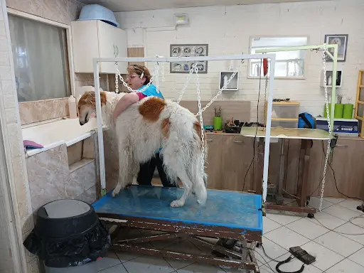 Dog S Hair