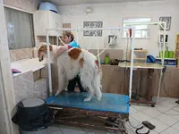 Dog S Hair