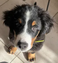 Canilucky