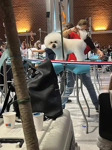 Dog Center