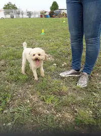Occi-dog