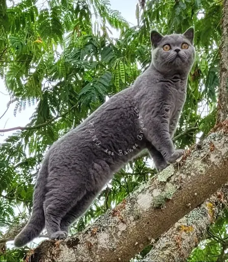 Chatterie les Baïnes Argentées