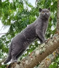 Chatterie les Baïnes Argentées