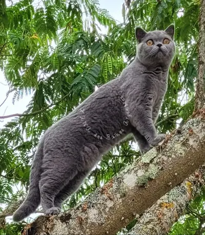 Chatterie les Baïnes Argentées