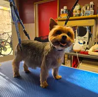Doggydoux Toilettage