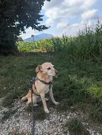 Woof Academy 74 / Educateur Canin / Haute-savoie