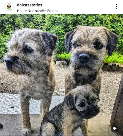 Élevage de Border Terrier d'Hixa S Stories