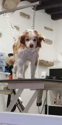 Cani Beauté