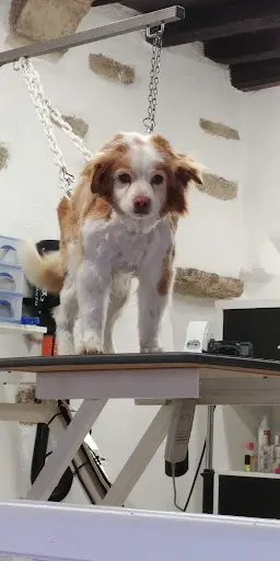 Cani Beauté