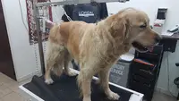 Le Chien Beauté