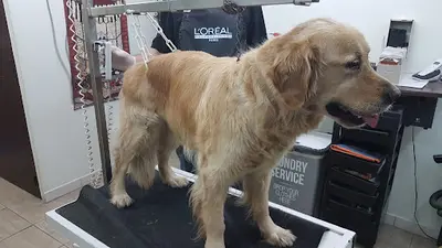 Le Chien Beauté