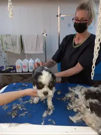 Toilettage Canin Salon Melphie