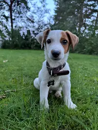 Garnier Philippe , Elevage de Chiens , Accueil sur Rendez Vous Uniquement