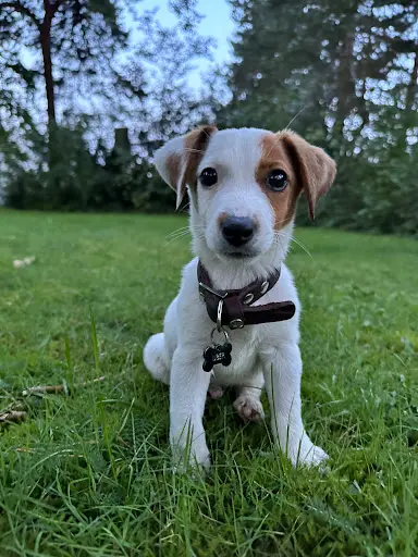 Garnier Philippe , Elevage de Chiens , Accueil sur Rendez Vous Uniquement