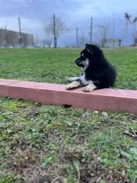 Elevage Chien Finnois de Laponie Tolosa Maakunta