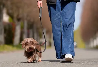 La Conciergerie Canine 78 - Éducateur Canin - Balades