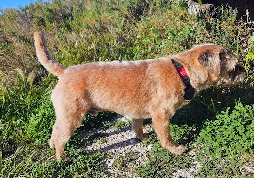 Beauté Pour Chiens