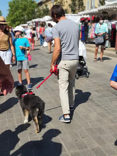 Cani Coach Adeline