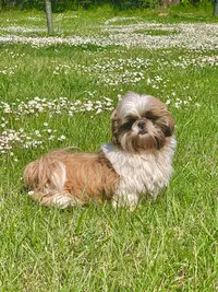 Elevage Shih-tzu du Pilon des Aures