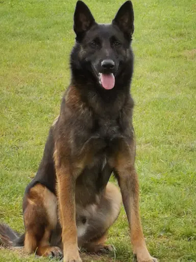Identité Canine / Vallon des Serps