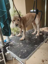 Pluto au Poil Toilettage À Domicile