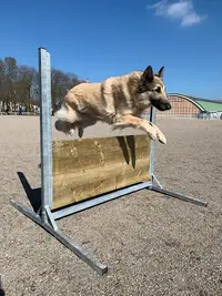 Club d'Education Canine du Nord Est Parisien Garges Lès Gonesse
