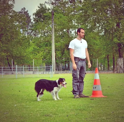 Valeurs Canines Dressage de Chien 95