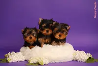 Elevage de Yorkshire Terrier