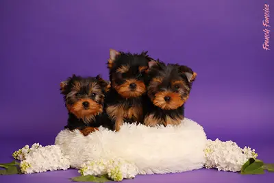 Elevage de Yorkshire Terrier