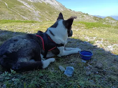 Mercimonchien®
