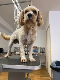 Toilettage Canin Garlin