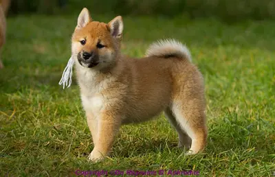 Élevage Shiba Inu-du Royaume d'Aphrodite