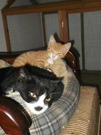 Aux Chats Dormants