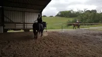 Cheval Senior