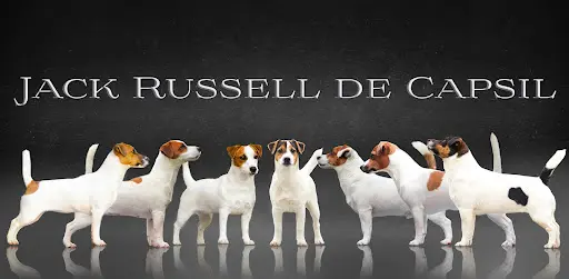 Elevage du Bois de Capsil (jack Russell Lof)