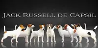Elevage du Bois de Capsil (jack Russell Lof)