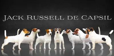 Elevage du Bois de Capsil (jack Russell Lof)