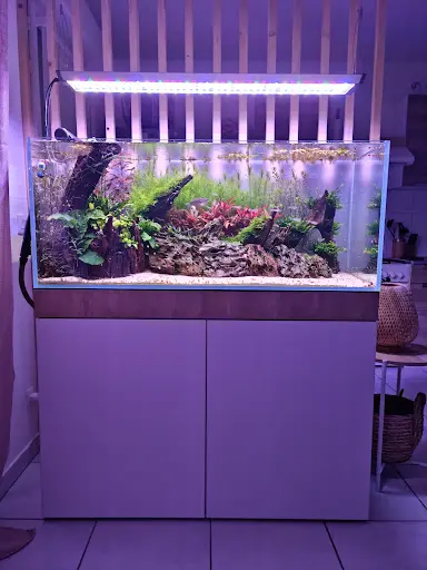 Aquatic Landscape
