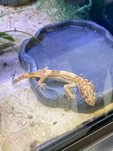 E.leclerc Animalerie