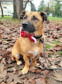Gelos Educ Sport Canin