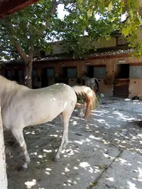 Centre Equestre les Plaines