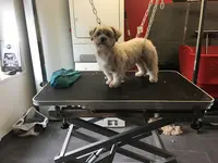 Dog S Store