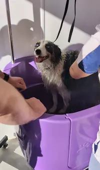 Dog Shine Paradise