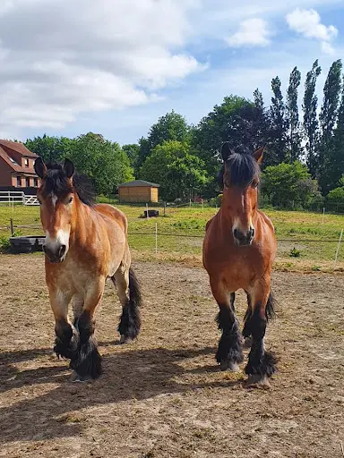 Syndicat d'Elevage du Cheval Trait du Nord