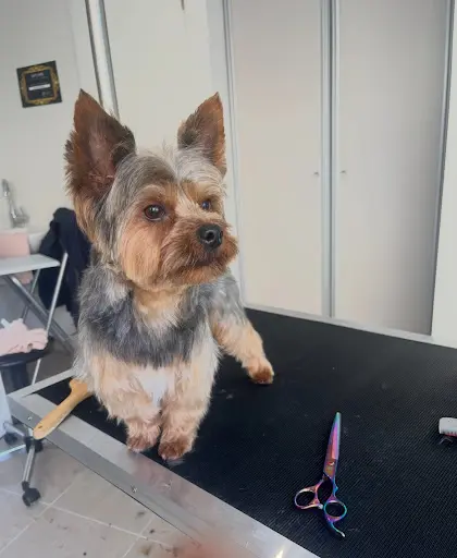 Pile Poil - Toilettage Canin